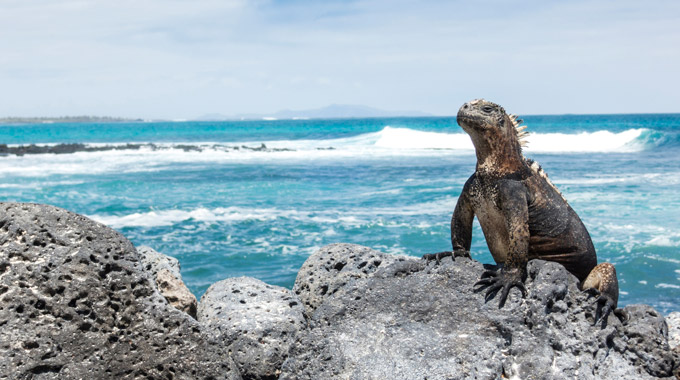 An iguana suns itself on the Galápagos Islands