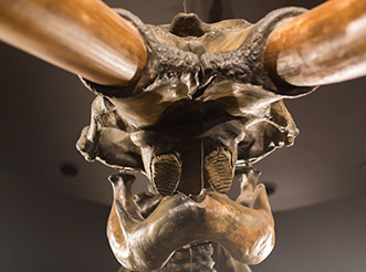 A view from below of a mammoth skull at the La Brea Tar Pits & Museum